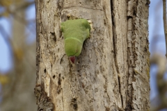 Ringneck Parakeet Coming out of Nest Hole in Tree