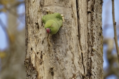 Ringneck Parakeet Coming out of Nest Hole in Tree