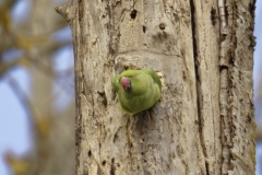 Ringneck Parakeet Coming out of Nest Hole in Tree