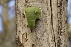 Ringneck Parakeet Coming out of Nest Hole in Tree