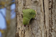 Ringneck Parakeet Coming out of Nest Hole in Tree