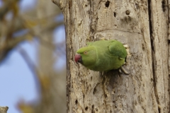 Ringneck Parakeet Coming out of Nest Hole in Tree