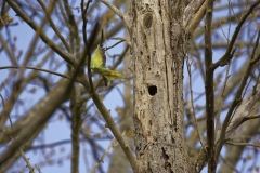 Ringneck Parakeet Coming out of Nest Hole in Tree