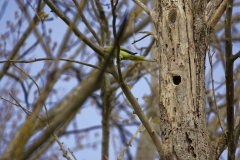 Ringneck Parakeet Coming out of Nest Hole in Tree