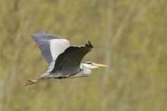 Grey Heron Side View in Flight