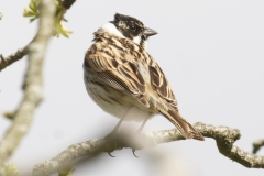 Male Reed Bunting Back View on Branch