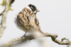 Male Reed Bunting Back View on Branch