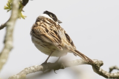 Male Reed Bunting Back View on Branch