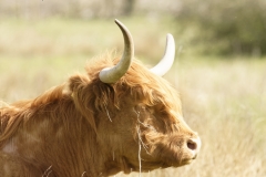 Highland Cattle Side Head View