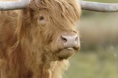 Highland Cattle Front Head View