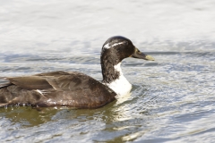 Magpie Duck Side View on Water