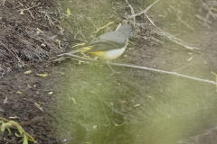 Grey Wagtail Side View with Nest Material