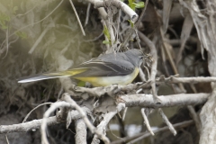 Grey Wagtail Side View with Nest Material