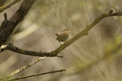 Wren Back View on Branch