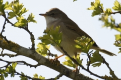 Lesser Whitethroat Side View on Branch