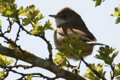 Lesser Whitethroat Back View on Branch