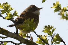 Lesser Whitethroat Back View on Branch