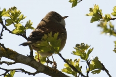 Lesser Whitethroat Back View on Branch