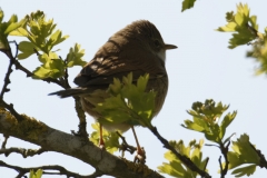 Lesser Whitethroat Back View on Branch