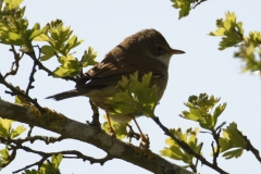 Lesser Whitethroat Back View on Branch