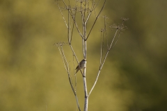 Female Whitethroat Side View on Branch