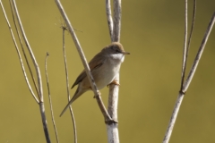 Female Whitethroat Side View on Branch