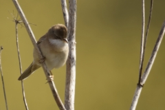 Female Whitethroat Front View on Branch