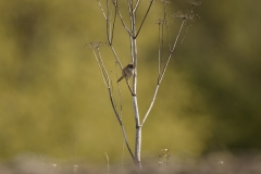 Female Whitethroat Front View on Branch