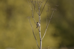 Female Whitethroat Front View on Branch