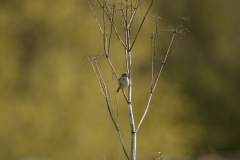 Female Whitethroat Front View on Branch