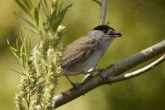 Male Blackcap Side View with food on Branch