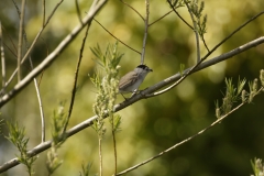 Male Blackcap Side View with food on Branch