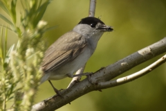 Male Blackcap Side View with food on Branch