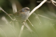 Dunnock Side View on Branch