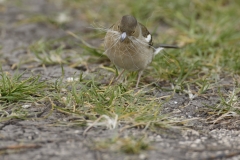 Female Chaffinch Front View Collecting Nesting Material