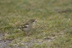 Female Chaffinch Side View Collecting Nesting Material