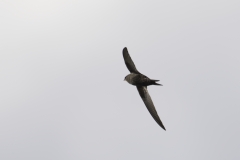 Swift Side View in Flight