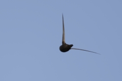 Swift Back View in Flight