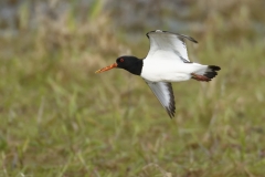 Oystercatcher Side View in Flight