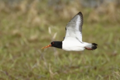 Oystercatcher Side View in Flight