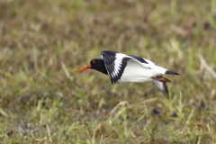 Oystercatcher Side View in Flight