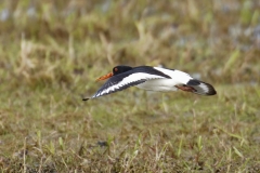 Oystercatcher Side View in Flight