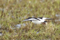 Oystercatcher Side View in Flight