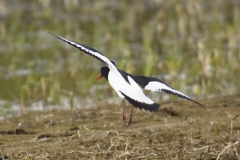 Oystercatcher Side View in Flight