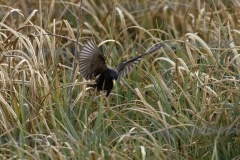 Starling Front View in Flight