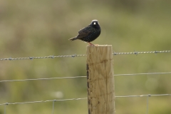 Starling Side View on Post