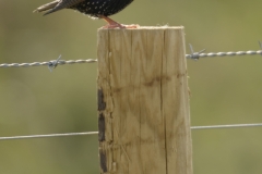 Starling Side View on Post