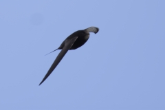 Swift Side View in Flight