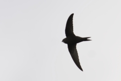 Swift Side View in Flight