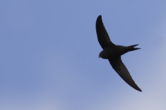 Swift Side View in Flight